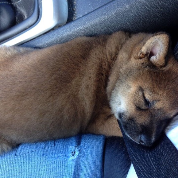 Meet your Posher - Picture 3 of 8